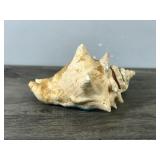 Conch Shell with Picture of U.S.S MINN-CON Ship - Says Captain David J. Conner & Charles Burnside