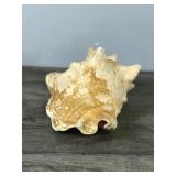 Conch Shell with Picture of U.S.S MINN-CON Ship - Says Captain David J. Conner & Charles Burnside