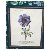 Blue Anemone flower framed print