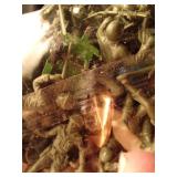 Bag of vintage toy soldiers and a bag of Cowboys and Indians