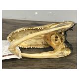 Alligator Taxidermy Skull / Head