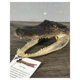 Alligator Taxidermy Skull / Head