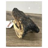 Alligator Taxidermy Skull / Head