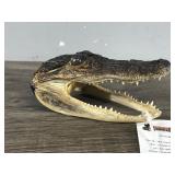 Alligator Taxidermy Skull / Head