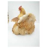 Taxidermied Chicken and Vintage Wooden Crate