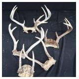 DEER ANTLERS