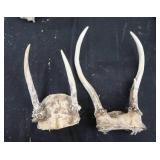 DEER ANTLERS