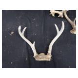 DEER ANTLERS