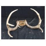 DEER ANTLERS