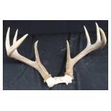 WHITE TAIL DEER ANTLERS