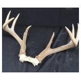 WHITE TAIL DEER ANTLERS