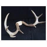 WHITE TAIL DEER ANTLERS