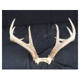 WHITE TAIL DEER ANTLERS