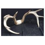 WHITE TAIL DEER ANTLERS