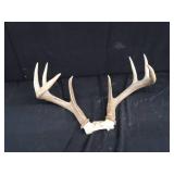 WHITE TAIL DEER ANTLERS