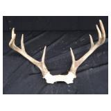 ANTLERS / WOODEN TROPHY