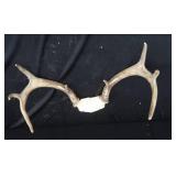 ANTLERS / WOODEN TROPHY