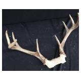 ANTLERS / WOODEN TROPHY