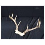 ANTLERS / WOODEN TROPHY