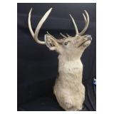 WHITE TAIL DEER SHOULDER MOUNT