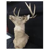 WHITE TAIL DEER SHOULDER MOUNT