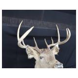 WHITE TAIL DEER SHOULDER MOUNT