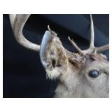 WHITE TAIL DEER SHOULDER MOUNT