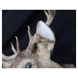 WHITE TAIL DEER SHOULDER MOUNT