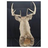 WHITE TAIL DEER SHOULDER MOUNT