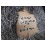 WHITE TAIL DEER SHOULDER MOUNT