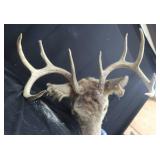 WHITE TAIL DEER SHOULDER MOUNT