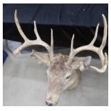 WHITE TAIL DEER SHOULDER MOUNT