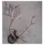 ELK ANTLER MOUNT