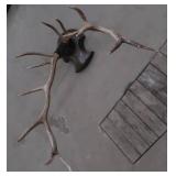 ELK ANTLER MOUNT