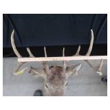ANTLERS / WOODEN TROPHY