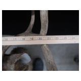 ANTLERS / WOODEN TROPHY