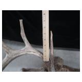 ANTLERS / WOODEN TROPHY