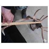 WHITE TAIL DEER SHOULDER MOUNT