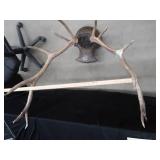 WHITE TAIL DEER SHOULDER MOUNT