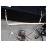 WHITE TAIL DEER SHOULDER MOUNT