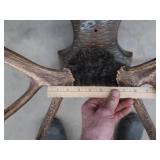 WHITE TAIL DEER SHOULDER MOUNT