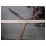 WHITE TAIL DEER SHOULDER MOUNT