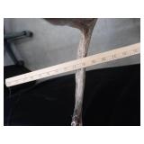 WHITE TAIL DEER SHOULDER MOUNT