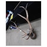 WHITE TAIL DEER SHOULDER MOUNT