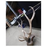 WHITE TAIL DEER SHOULDER MOUNT