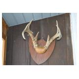 Deer Antler Mount on Wood Shield Plaque - Rustic Display