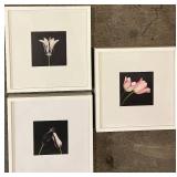 Challa - Keukenhof Tulip Art Prints - Framed Set of 3