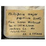 1939 Phillipsia Major Pi8idium Casting From Lower Winterfest Jackson Co. In Box