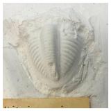 1939 Phillipsia Major Pi8idium Casting From Lower Winterfest Jackson Co. In Box