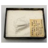 1939 Phillipsia Major Pi8idium Casting From Lower Winterfest Jackson Co. In Box